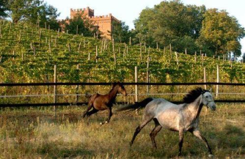 La Cascina Del Castello Asti Exterior foto